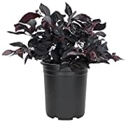 Loropetalum Carolina Midnight | 5 Live Quart Size Plants | Chinensis Rubrum | Colorful Blooming Hedge Shrub Tree by FloridaFoliage