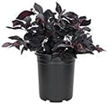 Loropetalum Carolina Midnight | 12 Live Quart Size Plants | Chinensis Rubrum | Colorful Blooming Hedge Shrub Tree by FloridaFoliage
