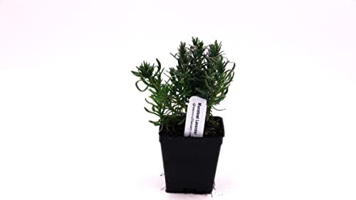 Greenwood Nursery: Live Perennial Plants - Munstead Lavender + Lavandula Angustifolia - [Qty: 10x 3.5 Pots] - (Click for Other Available Plants/Quantities) - Image 2