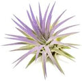 Purple Colorful Tillandsia Air Plants - Long Lasting Color Enhanced Live Tillandsia Succulent House Plants - Home and Garden Decor - Easy Care Indoor and Outdoor (Ionantha Rubra, Single) by TheAirPlantShop
