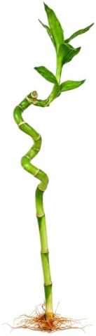 Lucky Bamboo Live Plant, Curly Bamboo Houseplant, Dracaena Sanderiana by NYCitySucculents