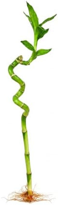 Lucky Bamboo Live Plant, Curly Bamboo Houseplant, Dracaena Sanderiana by NYCitySucculents