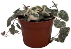 String of Hearts - Hearts Entangled -Ceropegia woodii-2.5" Pot-Collector' Series - Image 4