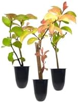 Crape Myrtle Catawba | 20 Live Plants | Lagerstroemia Indica | Purple Flowering Shrub, Summer Blooming, Drought Tolerant, Low Maintenance, Ornamental Tree, Fast Growing, Full Sun by FloridaFoliage