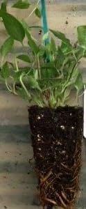 H.F. Young Clematis Vine - 2.5" Pot - Huge Wedgewood Blue Flowers - Image 4