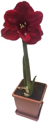 Black Pearl Amaryllis Bulb - Single Blooming Amaryllis, Easy to Grow Bulbs - Image 2