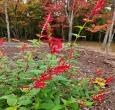 Greenwood Nursery: Live Perennial Plants - Pineapple Sage + Salvia Elegans - [Qty: 2X Pint Pots] - (Click for Other Available Plants/Quantities) - Image 3
