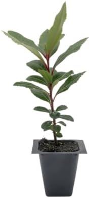 1 Arbutus Unedo Live Strawberry Tree Plant – Sweet Resilient Beauty, Thriving in 2.5" Nursery Cube by CitronellaKing