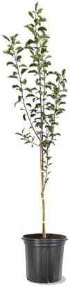 Pink Lady Live Apple Tree, Red-Yellow Color, 1 gal Nursery Pot (Unable to Ship to CA, AZ, AK or HI) by Unknown