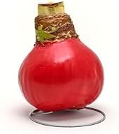 Bonnie Plants Red Waxed Cherry Blossom Amaryllis Bulb, Live Plant, Single Bulb - Image 2