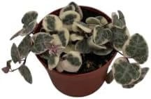 String of Hearts - Hearts Entangled -Ceropegia woodii-2.5" Pot-Collector' Series - Image 2