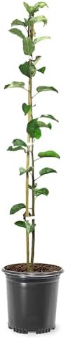 Honey Crisp Live Apple Tree, Red-Yellow Color, 1 gal Nursery Pot by Unknown