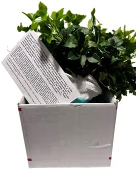 Pachysandra Terminalis Japanese Spurge Groundcover - 100 Bare Root Plants - Image 5