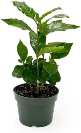 Live Coffee Arabica Plant - 'Coffee Tree' - ragnaroc Tropical Plant 6-12" Tall - 1ct - Live Arrival Guaranteed - House Plants for Home Décor & Gift by ragnaroc