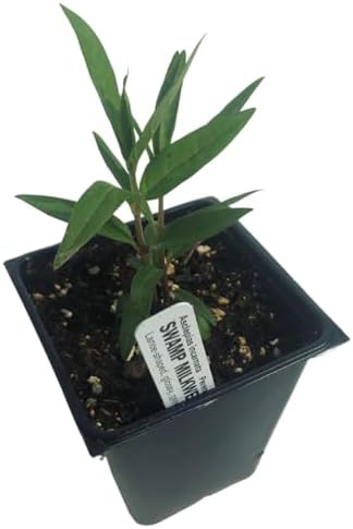 Swamp Milkweed 'Pink Rose Milkweed' (Asclepias incarnata) in 2.5 inch Pot - Live Starter Plant - Certified Organic - Pollinator Friendly - Image 3