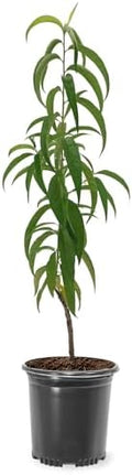Harvester Peach Tree, Self-Pollinating, Pink Flowering, Deciduous, 1 gal Nursery Pot, 1-2 ft Tree Height (Due to Agricultural Laws, we Cannot Ship to CA, AZ, AK, or HI) by Unknown
