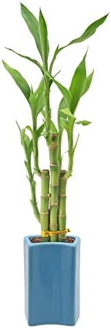 Arcadia Garden Products 5-Stem Lucky Bamboo, Live Indoor Plant in Contour II Ceramic Planter for Home, Work, or Gift, Blue ***Cannot Ship to Hawaii*** - Image 3
