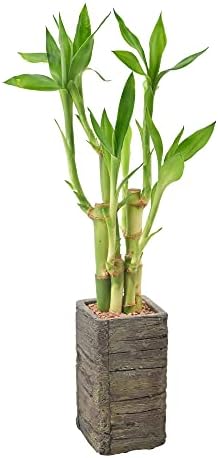 Arcadia Garden Products LV25 5-Stem Lucky Bamboo, Live Indoor Plant in Aged Wood Planter for Home, Work, or Gift, Dark ***Cannot Ship to Hawaii** by Unknown