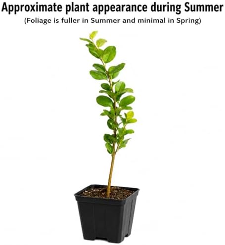 Red Crape Myrtle Shrub/Tree - 6-12" Tall Live Plant - Quart Pot - Image 2