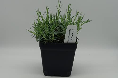 Greenwood Nursery: Live Perennial Plants - Firewitch + Dianthus Gratianopolitanus - [Qty: 1x 3.5 Pot] - (Click for Other Available Plants/Quantities) - Image 3