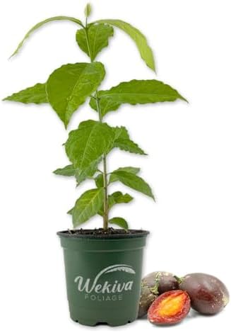 Peanut Butter Tree - Live Plant in a 4 Inch Growers Pot - Bunchosia Argentea - Exotic and Beautiful Fruit Tree for Your Edible Garden by WekivaFoliage