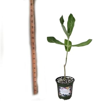 Calotropis Gigantea Giant Milkweed - Live Tropical Tree Plant - Unsual Butterfly Garden Purple Flowers - Emerald Goddess Gardens - Starter Sz 4 Inch Pot - Image 6