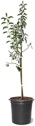 American Plant Exchange Bruce Plum Trees, 5 Gallon Pot, 3-4ft Tall, Live Fruiting Tree, Large Outdoor Landscape Plant, Fresh Plums for Canning or Desserts by AmericanPlantExchange