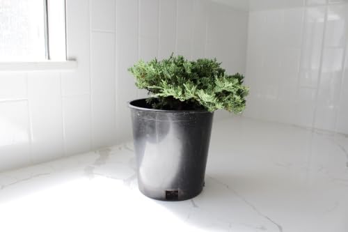 Green Mound Juniper Live, Juniperus Procumbens Nana, 1-Gallon Pot, 2-Pack by MyShelfie