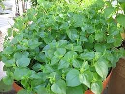 Set of 5 Vietnamese Vegetables Ngò GAI, Rau Càng Cua, Rau tía tô, Kinh giới, húng lũi Culantro Thai Parley, peperomia pellucida Plant Seeds and Vietnamese Perilla Seeds 1000++ Seeds/Bag - Image 3
