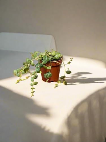 Live String of Turtles Plant, Peperomia Prostrata, 2-Inch Pot, Indoor Trailing Houseplant - Image 6