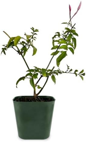 Pink Jasmine Plant Live, Fragrant Jasminum Polyanthum Vine, 2-Inch Pot - Image 2