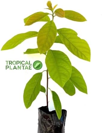 HASS Avocado Tree - Live Big Fruit Tree 12"-24" Tropical Plantae - Image 2