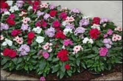 Catharanthus Roseus Mixed Vinca Pacifica Xp Bold Mix, 4 Starter Plant - Image 3