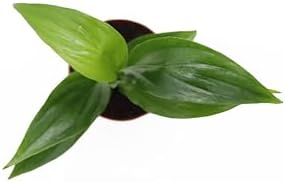 3 Spath Peace Lily Set (Dark Green, Domino, Platinum Mist) - 2.5'' pots from California Tropicals - Image 3