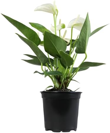 White Anthurium Live Plant (Approx. 11-14" Tall), Real Flowers/Unique House Plants in 4" Nursery Pot, Floral Desk Plant, Air Purifying Plants & Cool Gifts for Plant Lovers by Plants for Pets - Image 6