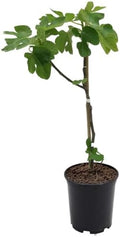 American Plant Exchange Brown Turkey Fig Tree, 1 Gallon Pot, 1-1.5ft Tall, Live Fruiting Plant, Outdoor Landscape Garden Plant, Self-Pollinating, Edible Fruit Tree, Harvest Twice a Year by AmericanPlantExchange