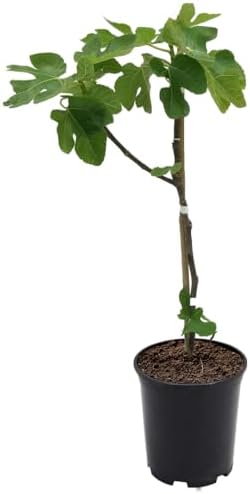 American Plant Exchange Brown Turkey Fig Tree, 1 Gallon Pot, 1-1.5ft Tall, Live Fruiting Plant, Outdoor Landscape Garden Plant, Self-Pollinating, Edible Fruit Tree, Harvest Twice a Year by AmericanPlantExchange
