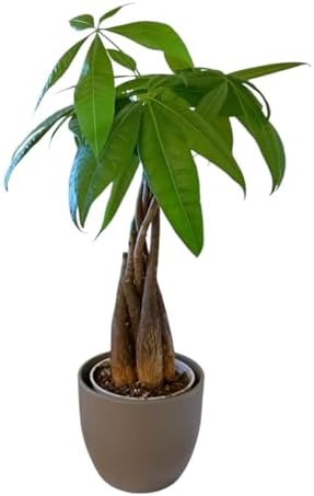 Money Tree Live Plant | 14-22 Inches Tall Bonsai | Easy to Grow Indoor Houseplant | Home, Office, or Room Decor | Birthday, Housewarming Gift (Slate) - Image 4