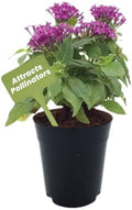 American Plant Exchange Penta 'Violet' – 6-Inch Pot – Live Flowering Plant with Rich Purple Blooms, Heat-Tolerant Outdoor Annual for Pollinator Gardens, Patios, Containers & Landscapes by AmericanPlantExchange