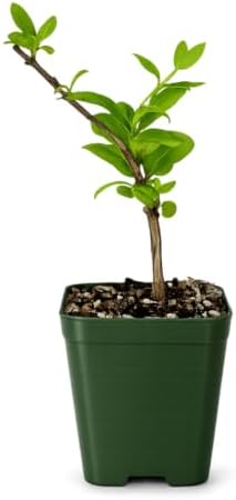 Honeysuckle Plant Live, White Fragrant Japanese Climbing Vine, 2-Inch Pot - Image 2
