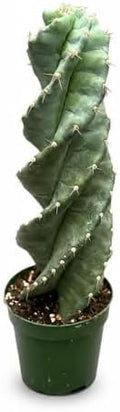 Spiral Cactus Live Plant, 4 Inch Rare Spiralis Succulent Houseplant by NYCitySucculents
