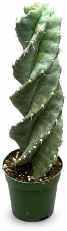 Spiral Cactus Live Plant, 4 Inch Rare Spiralis Succulent Houseplant by NYCitySucculents