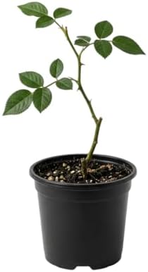 Climbing Roses Live Plants 5-8 "Tall 3" Pot, Heirloom Roses Climber Repeat Flowering, Vibrant Blooms, Hardy Shrub Outdoor Garden Flower (White) - Image 2