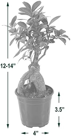 Arcadia Garden Products LV61 Ginseng Ficus Live Indoor Bonsai Plant in 4 in. Plastic Grower Pot, Green, **Sold By Amazon and Arcadia Garden Products** - Image 4