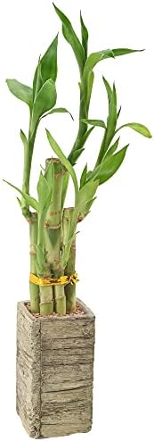 Arcadia Garden Products LV24 5-Stem Lucky Bamboo, Live Indoor Plant in Aged Wood Planter for Home, Work, or Gift, Medium ***Cannot Ship to Hawaii*** by Unknown