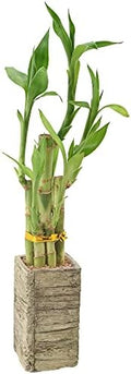 Arcadia Garden Products LV24 5-Stem Lucky Bamboo, Live Indoor Plant in Aged Wood Planter for Home, Work, or Gift, Medium ***Cannot Ship to Hawaii*** by Unknown