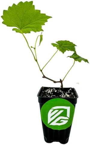 Alachua Muscadine Grape Vine (1-Pack) Live Plant by Wellspring Gardens - Image 2