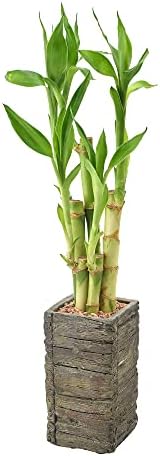 Arcadia Garden Products LV25 5-Stem Lucky Bamboo, Live Indoor Plant in Aged Wood Planter for Home, Work, or Gift, Dark ***Cannot Ship to Hawaii** - Image 2