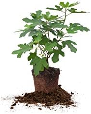 Perfect Plants Chicago Hardy Fig Tree, 1 Gallon, Live Plant by PerfectPlantsNursery