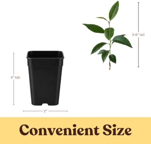 Bronze Loquat Tree Live, Eriobotrya Deflexa, 2-Inch Pot - Image 4